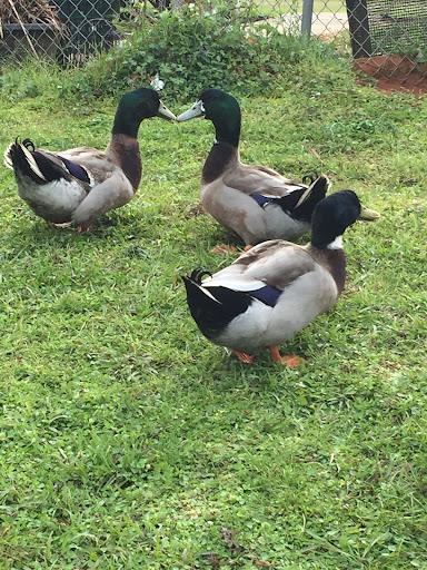 Photo from customer review