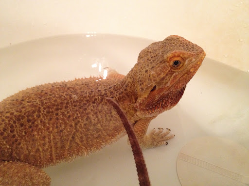 Photo from customer review