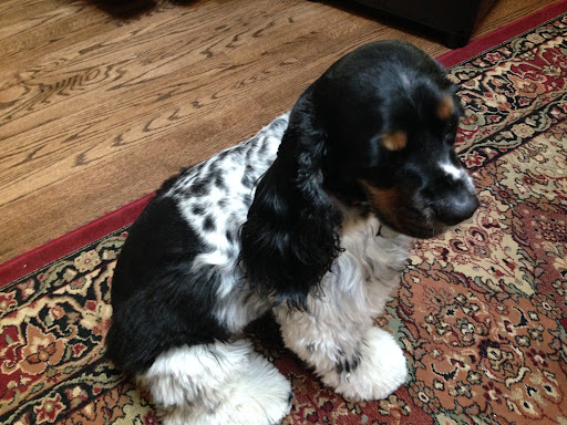 Photo from customer review