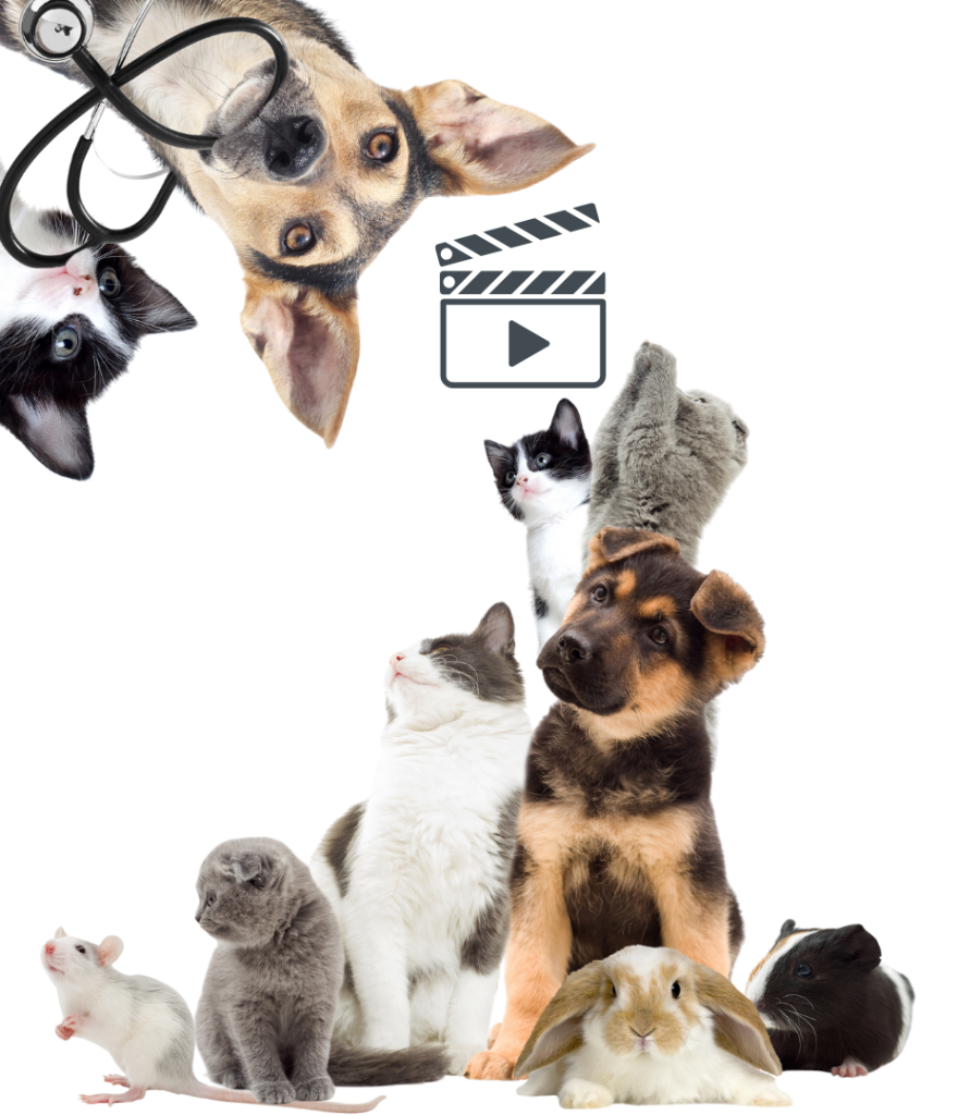 A group of adorable pets from kittens to bunnies to dogs looking up