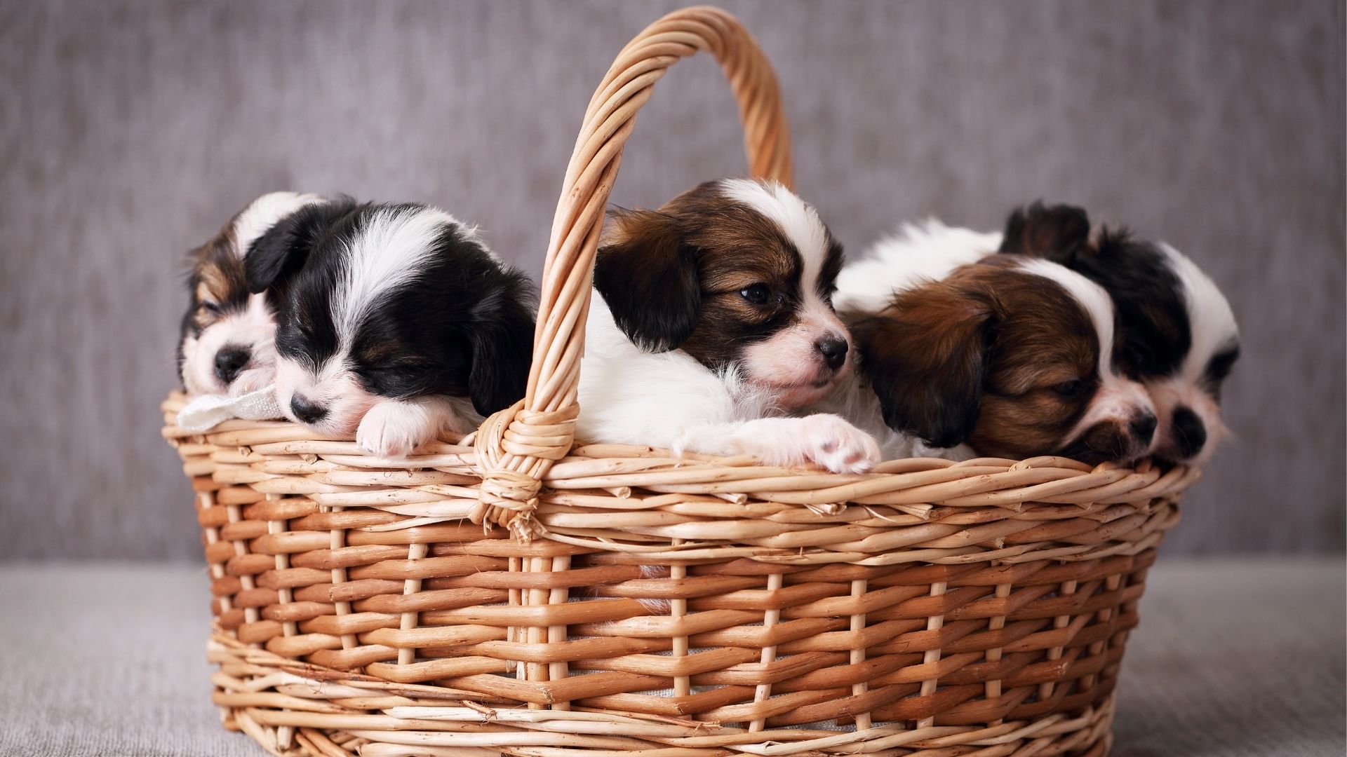 cute puppies in a basket