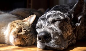 A sleeping gray and white dog and brown and white cat on a wood floor.