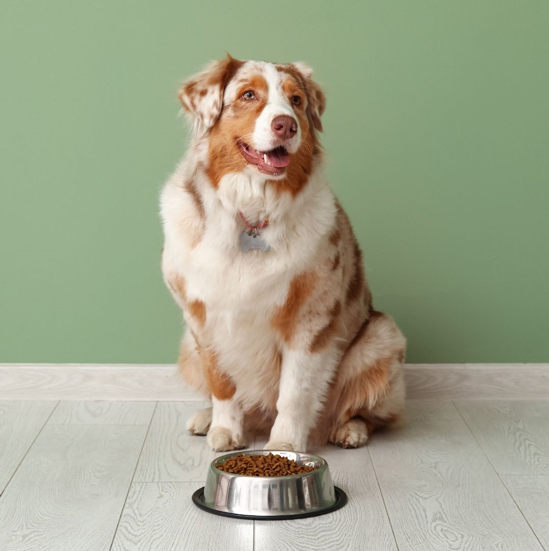 Happy overweight Australian Shepherd lying next to kibble bowl on yellow background, illustrating pet nutrition and exercise plans for managing dog obesity at Alabama vet clinics.