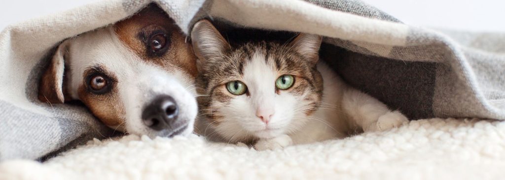 two buddies, a dog and a cat, lay snuggled in blankets