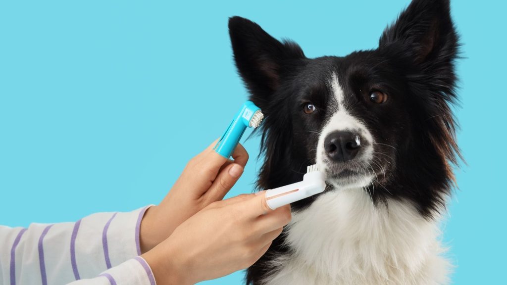 Owner with Different Toothbrushes Brushing Teeth of Cute Border Collie Dog on Blue Background, Closeup