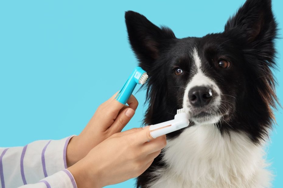 Owner with Different Toothbrushes Brushing Teeth of Cute Border Collie Dog on Blue Background, Closeup