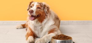Happy overweight Australian Shepherd lying next to kibble bowl on yellow background, illustrating pet nutrition and exercise plans for managing dog obesity at Alabama vet clinics.