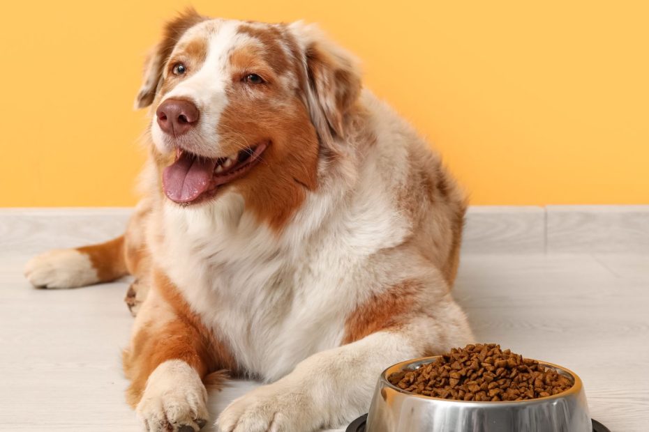 Happy overweight Australian Shepherd lying next to kibble bowl on yellow background, illustrating pet nutrition and exercise plans for managing dog obesity at Alabama vet clinics.