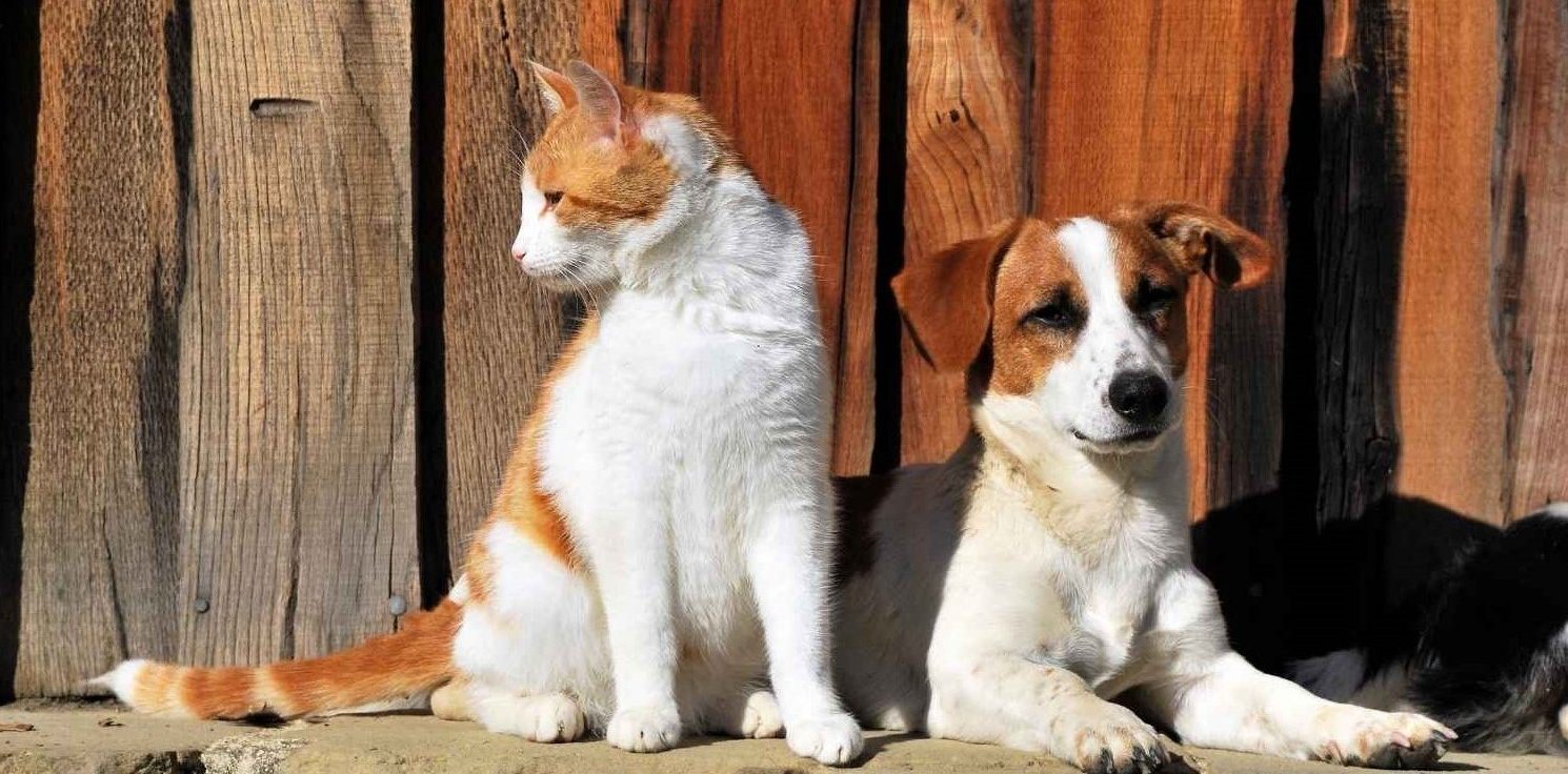 a cat and dog laying in the sun