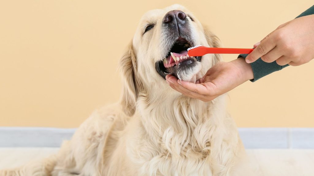 a Golden retriever with mouth open and human brushing his teeth.