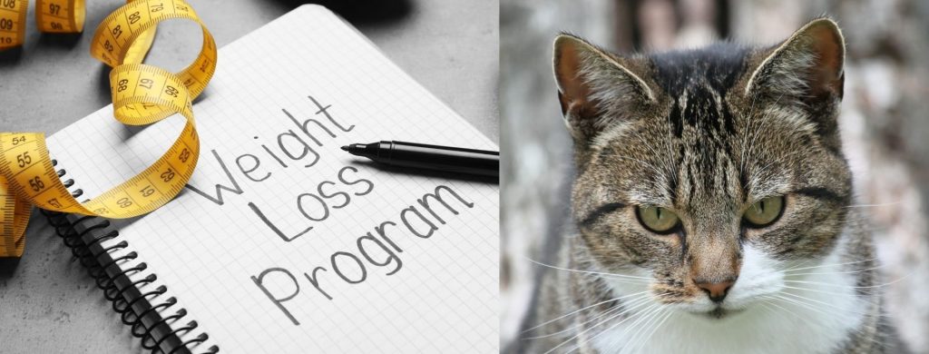 a notebook with the words weight loss program and a cat next to it looking less than interested.