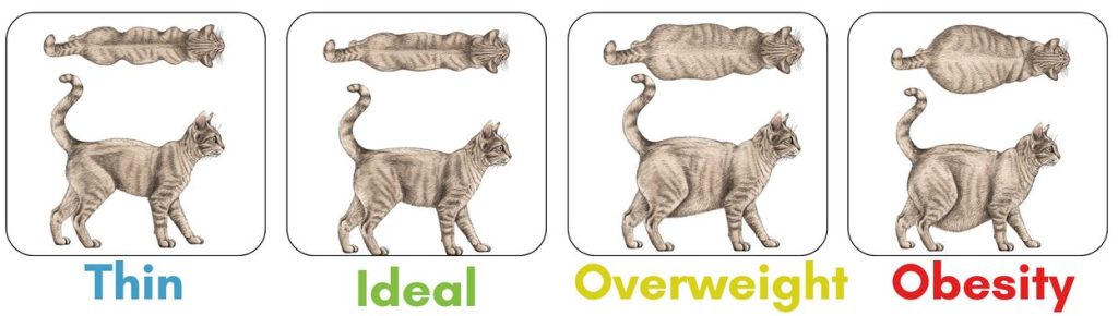 Pet obesity table showing body type for thin, ideal, overweight, and obese cats.