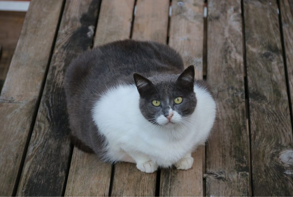 Obese gray cat with large white chest and belly sitting on wooden deck, highlighting feline obesity risks.