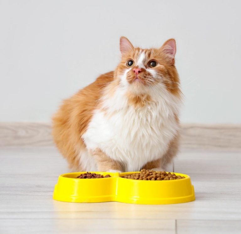 orange and white cat in front of foot bowls looking up