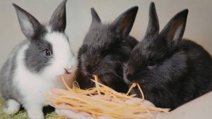 three baby bunnies eating hay, one is gray and white and the other two are brown.
