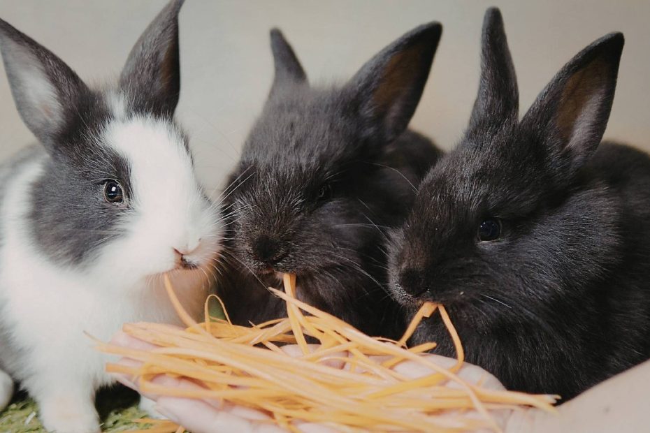 three baby bunnies eating hay, one is gray and white and the other two are brown.
