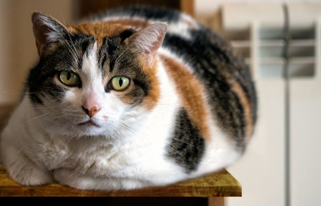 overweight cat laying on a table looking at the camera