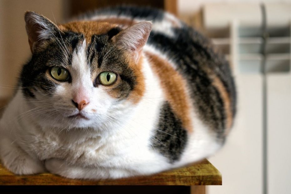 overweight cat laying on a table looking at the camera
