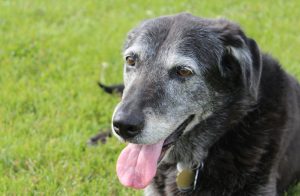 Black dog with gray face.