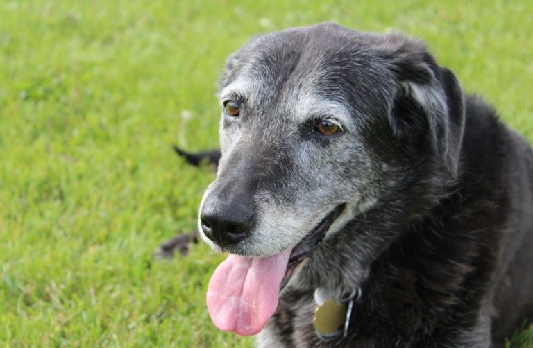 Black dog with gray face.