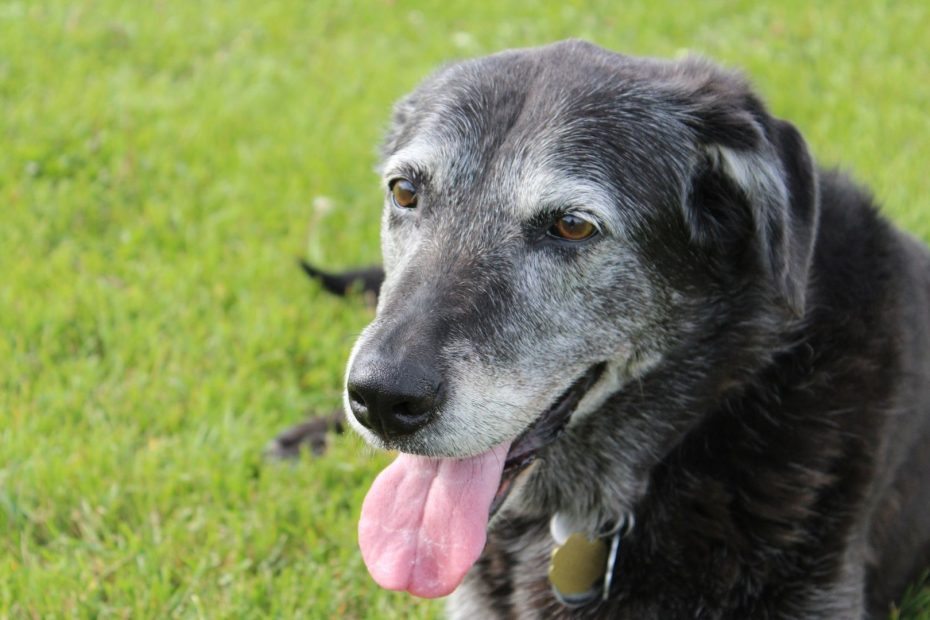 Black dog with gray face.