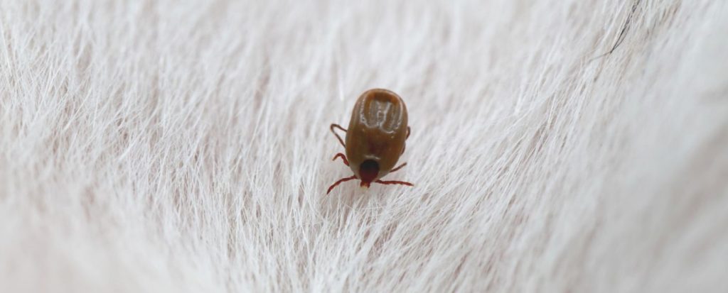 white dog fur with a tick crawling on it