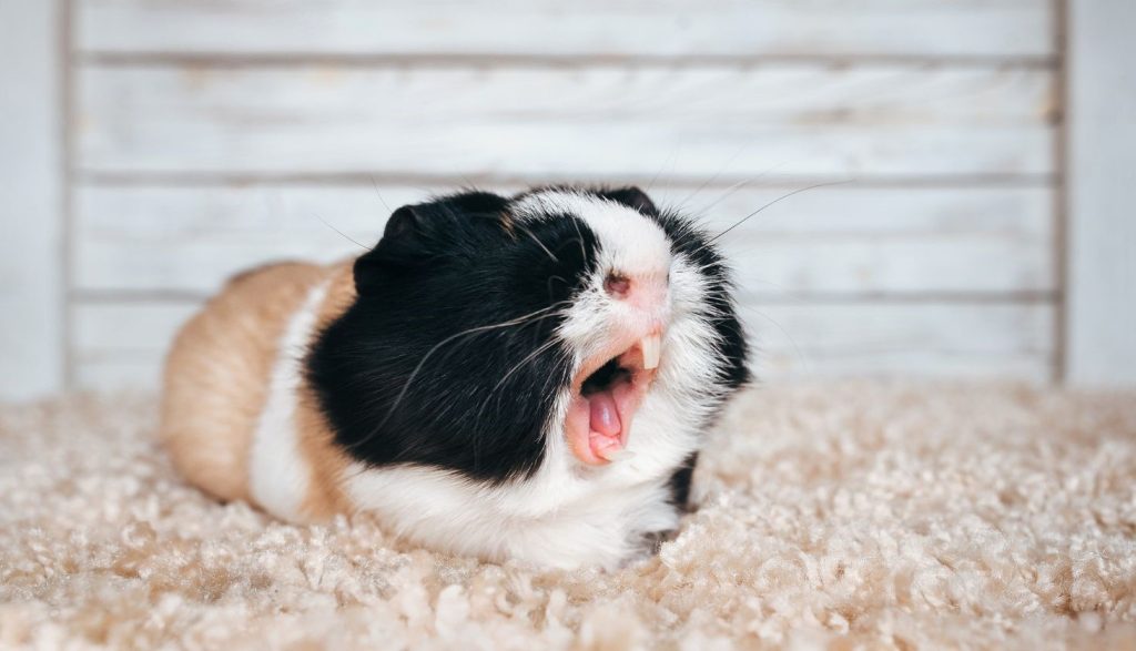 guinea pig yawning