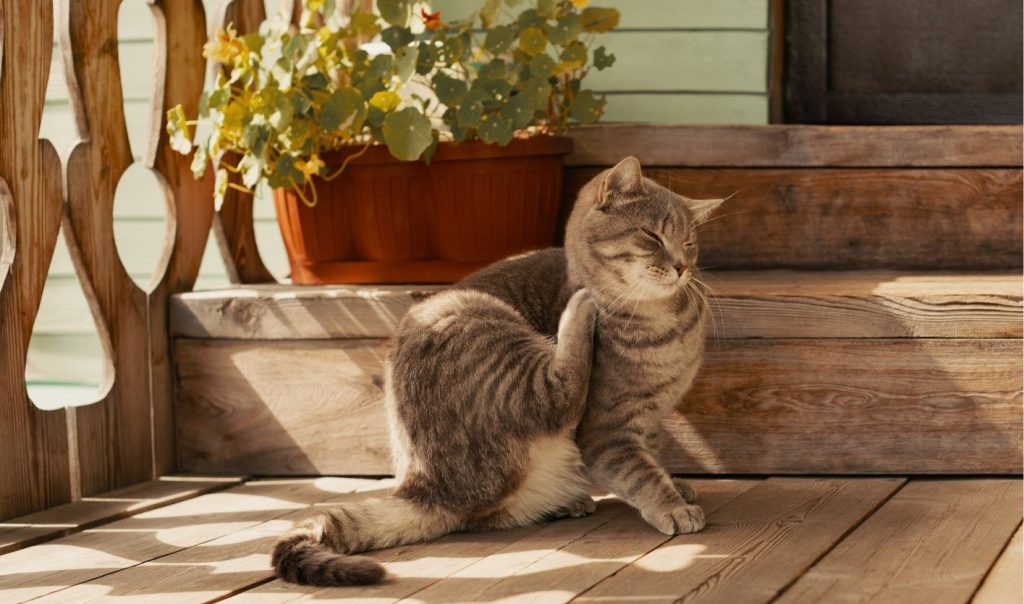 cat scratching on front porch
