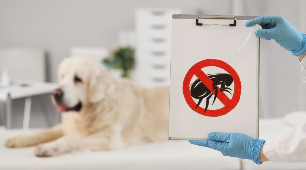 a sign of no parasites held up in front of a white dog in the background