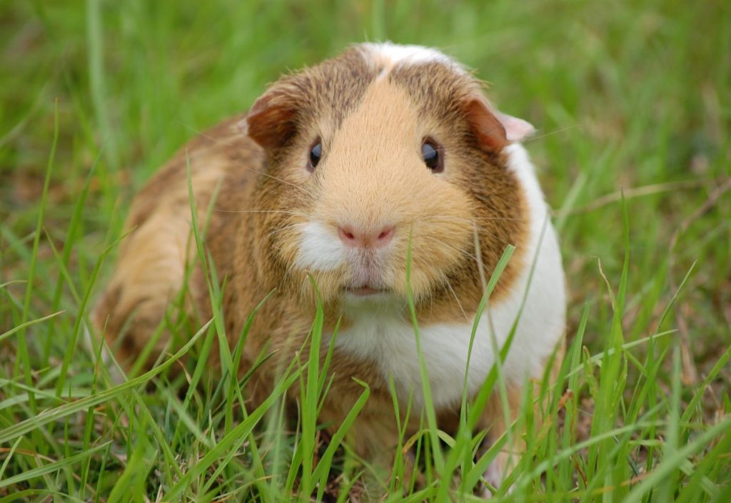 cute light brown and white guinea pig in the grass