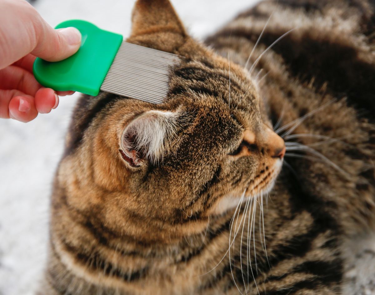 Flea combing and pet grooming care at Schreiber Veterinary Hospital