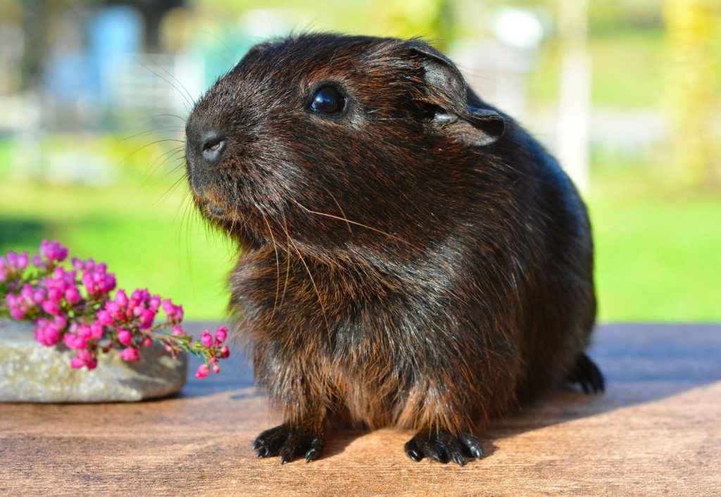 brown guinea pig on a wooden deck with a pink flower on his right