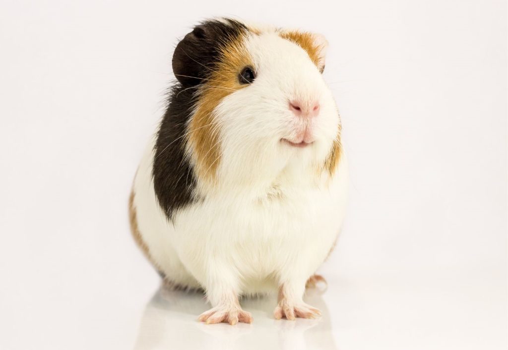white, brown, dark brown guinea pig.