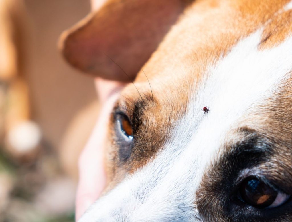 a brown and white dog's head showing a small tick crawling on his face.