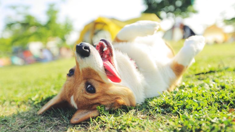 Corgie on its back rolling in happiness in green grass, since it's protected from fleas and ticks