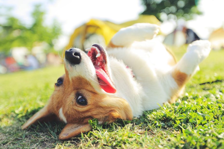 Corgie on its back rolling in happiness in green grass, since it's protected from fleas and ticks