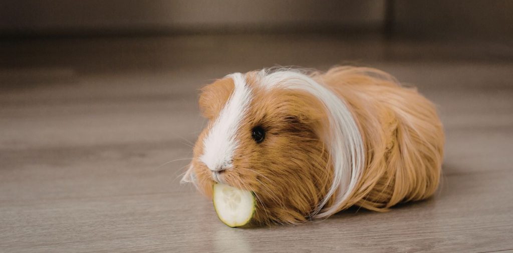 guinea pig eating a vegetable