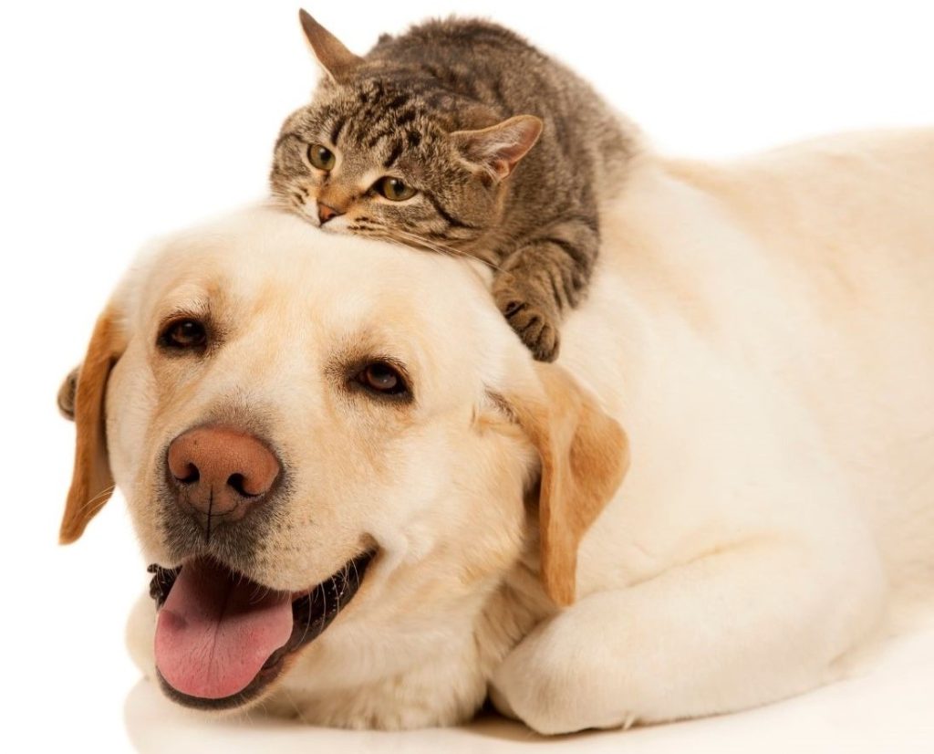 Sweet cat laying on yellow lab's head