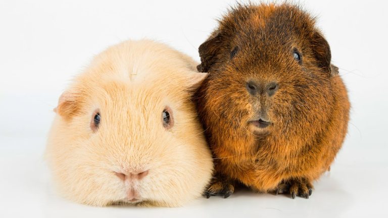 two cute guinea pigs side by side