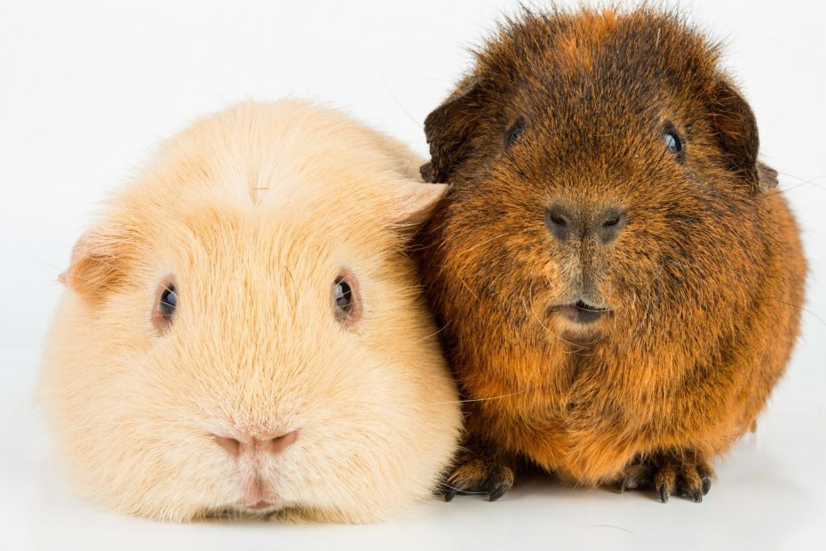 two cute guinea pigs side by side
