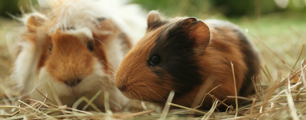 two guinea pigs in hay