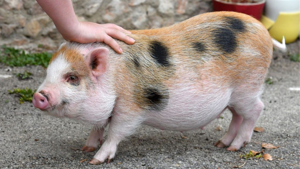 A close-up view of a person gently petting a small, multi-colored pot-bellied pig standing on gravel.