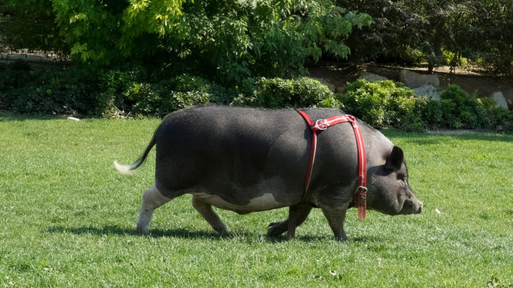 A dark-colored pet pig wearing a red harness walking across a green, sunny lawn.