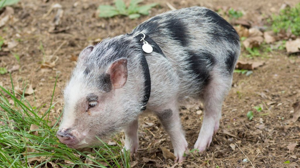A small, speckled grey and black pig wearing a black harness grazing on grass and dirt.