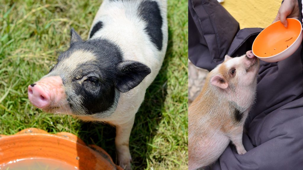A split-screen image showing a black and white pig looking up near a water bowl on the left, and a small, light-colored pig drinking from an orange bowl held by a person on the right.
