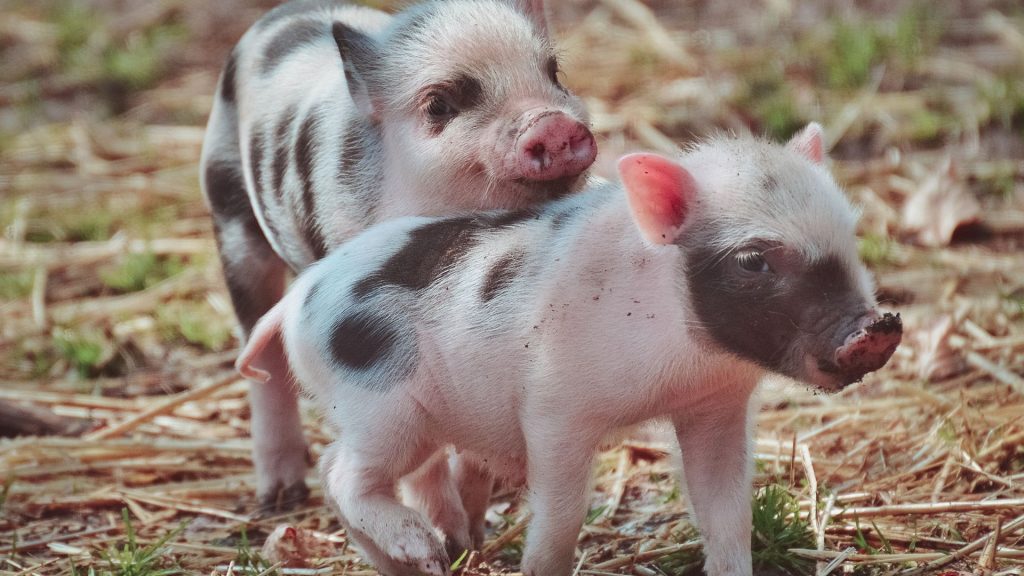 Two tiny, patterned piglets standing together in a patch of dry hay and grass.