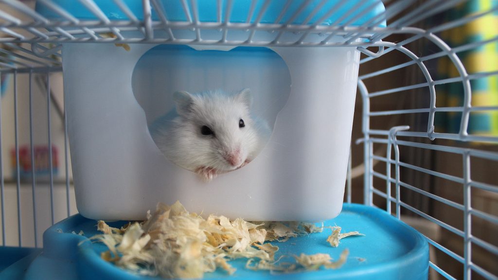 A white hamster in a white cage