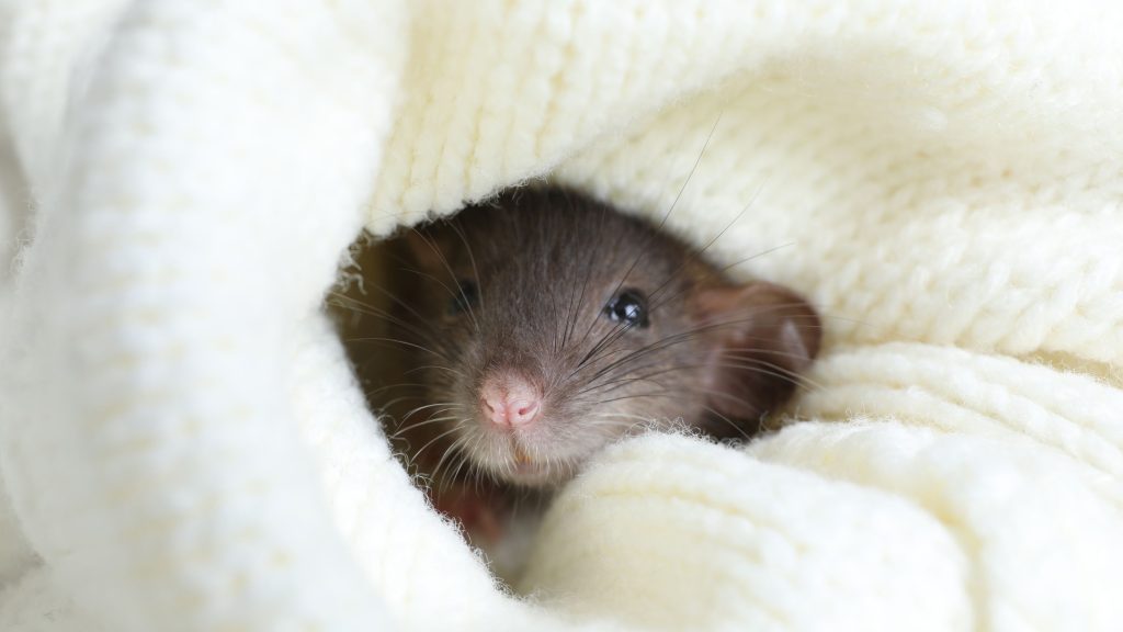 a little mouse cuddled into a snug blanket being a cute pocket pet.