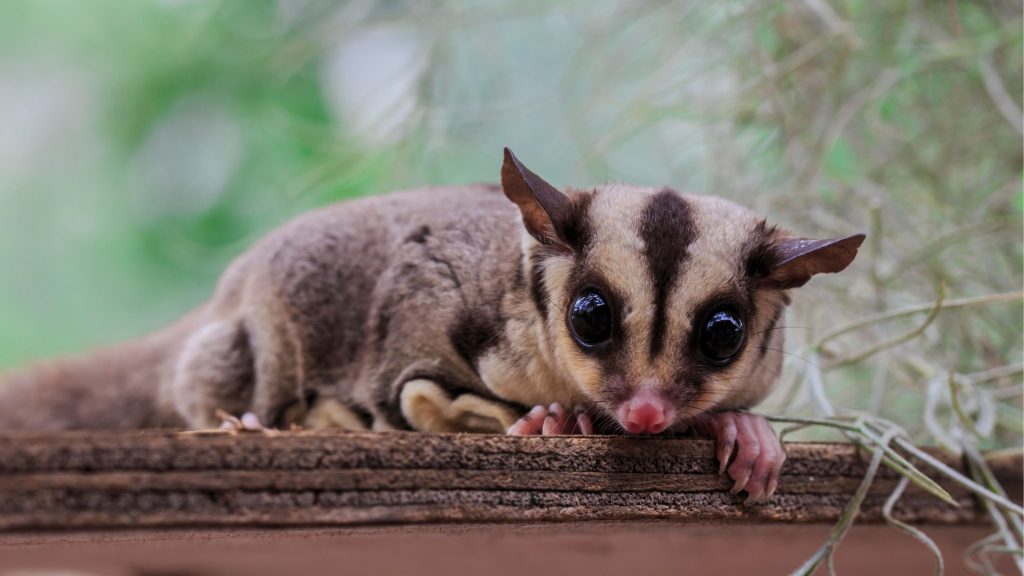 A tan and black sugar glider