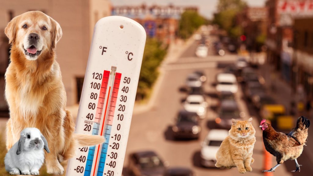 Collage showing a golden retriever, white rabbit, thermometer, orange cat, and brown chicken against a hot street background